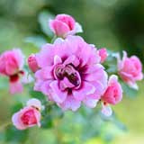 バラ プリンセス バビロン｜花の手帖の薔薇図鑑