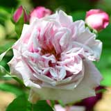 バラ プリンセス メイ｜花の手帖の薔薇図鑑