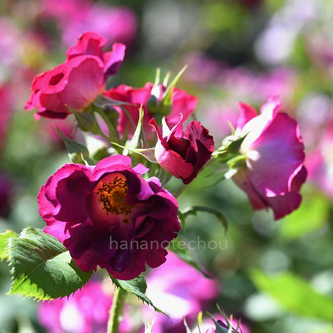 バラ プリンセス シビル ドゥ ルクセンブルグ｜花の手帖の薔薇図鑑