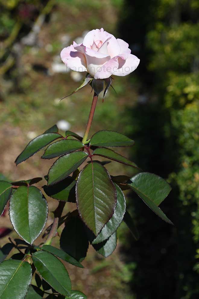 バラ プリスタイン｜花の手帖の薔薇図鑑