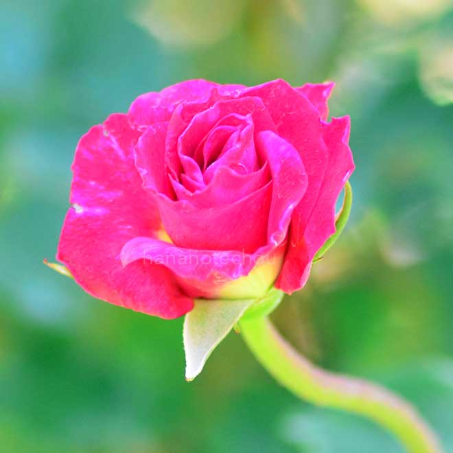 バラ プロフェッサー ガニビア｜花の手帖の薔薇図鑑