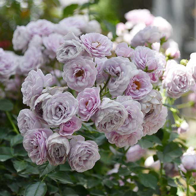 バラ プロローグ｜花の手帖の薔薇図鑑