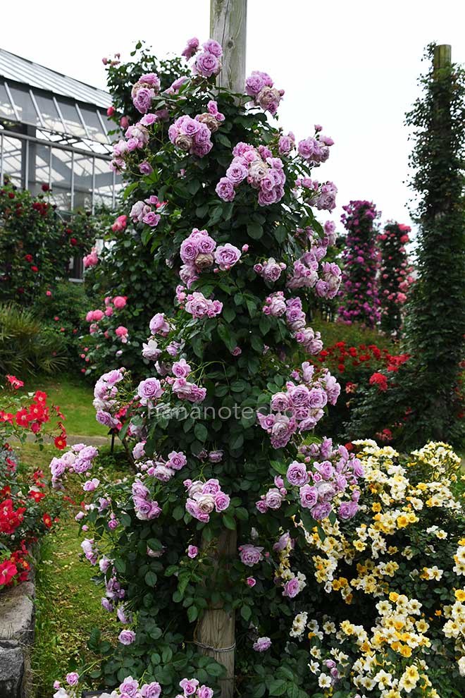 バラ プロローグ｜花の手帖の薔薇図鑑