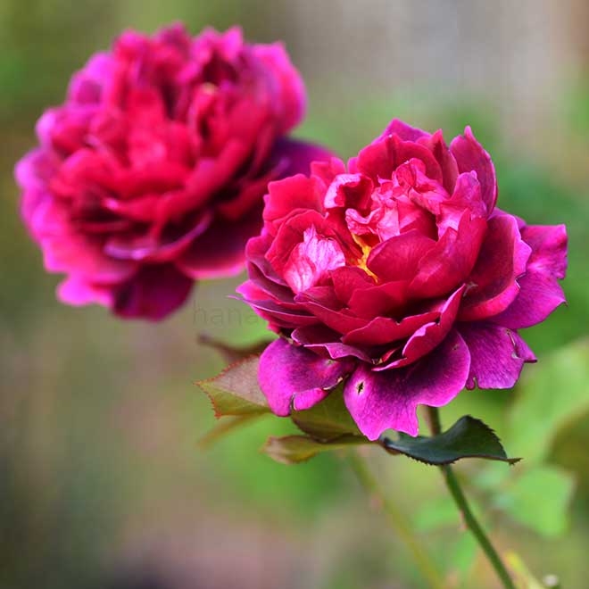 バラ プロスペロ｜花の手帖の薔薇図鑑