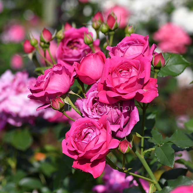 バラ パブ ロック｜花の手帖の薔薇図鑑