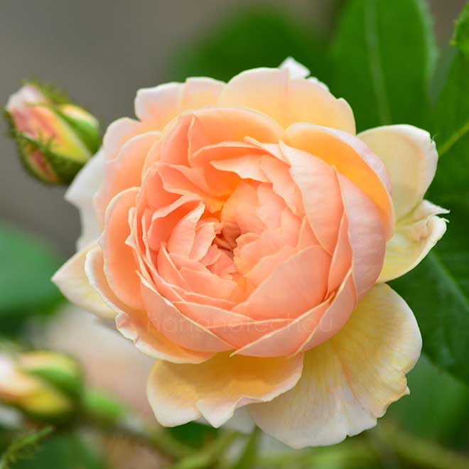 バラ パンプキンキャリッジ｜花の手帖の薔薇図鑑