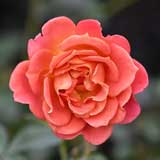 バラ パンプキンパッチ｜花の手帖の薔薇図鑑