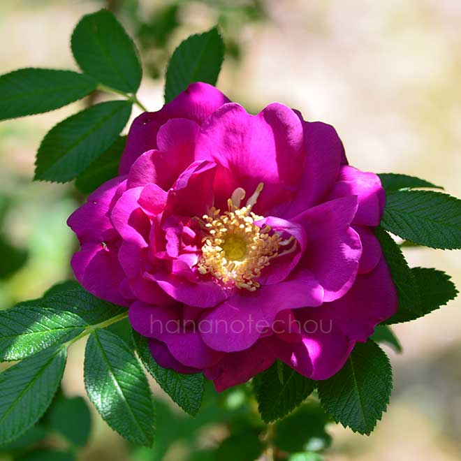 バラ パープル ペイブメント｜花の手帖の薔薇図鑑