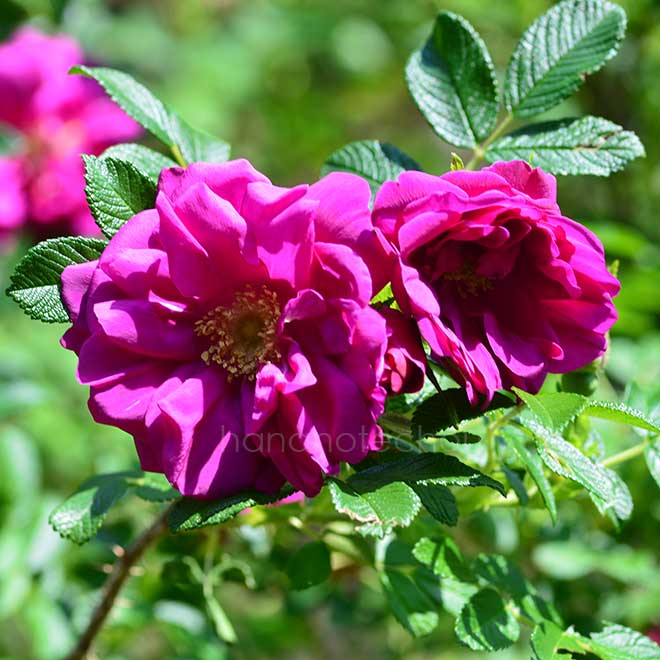 バラ パープル ペイブメント｜花の手帖の薔薇図鑑