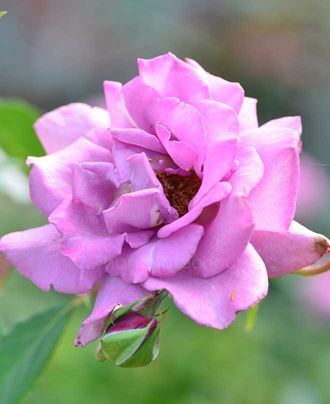 バラ パープル レイン｜花の手帖の薔薇図鑑