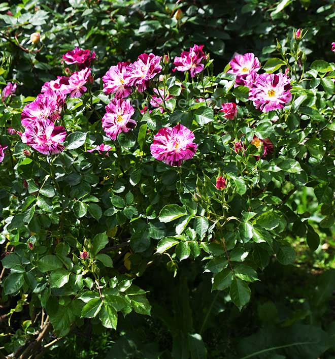 バラ パープルスプラッシュ｜花の手帖の薔薇図鑑