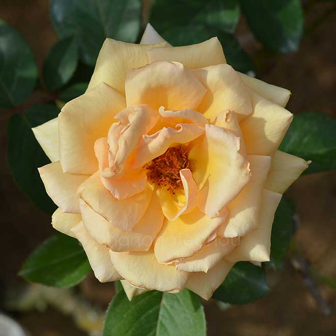 バラ バレンシア｜花の手帖の薔薇図鑑