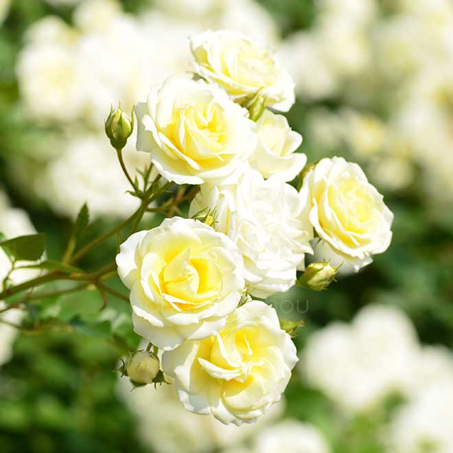 バラ バニラ ボニカ｜花の手帖の薔薇図鑑