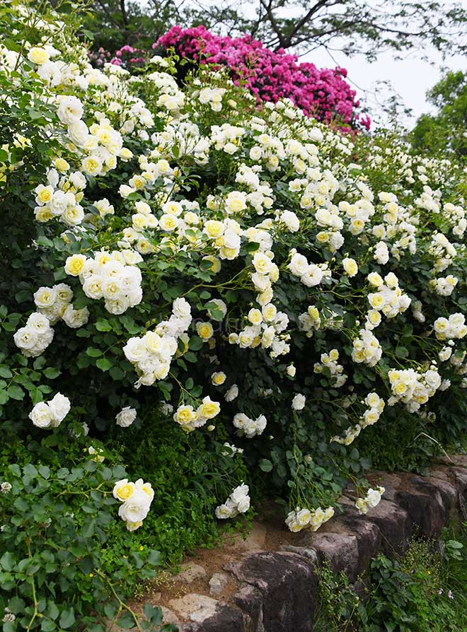 バラ バニラ ボニカ｜花の手帖の薔薇図鑑