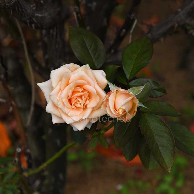 バラ バニラ パフューム｜花の手帖の薔薇図鑑