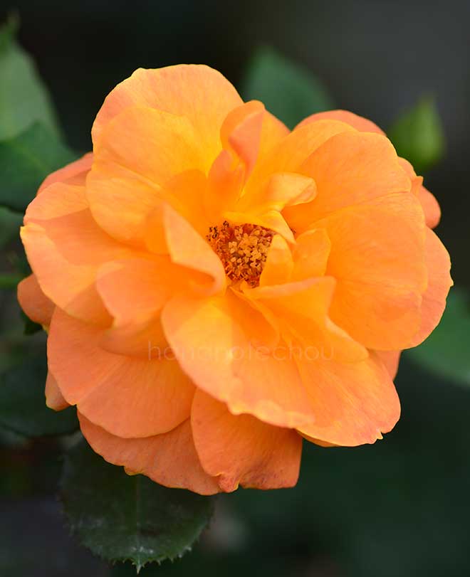 バラ バブーム（ヴァブーム）｜花の手帖の薔薇図鑑