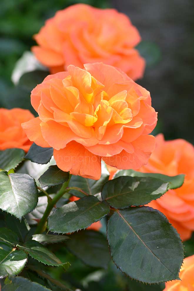 バラ バブーム（ヴァブーム）｜花の手帖の薔薇図鑑