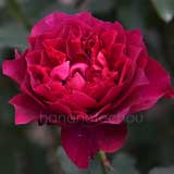 バラ ベルベティトワイライト｜花の手帖の薔薇図鑑