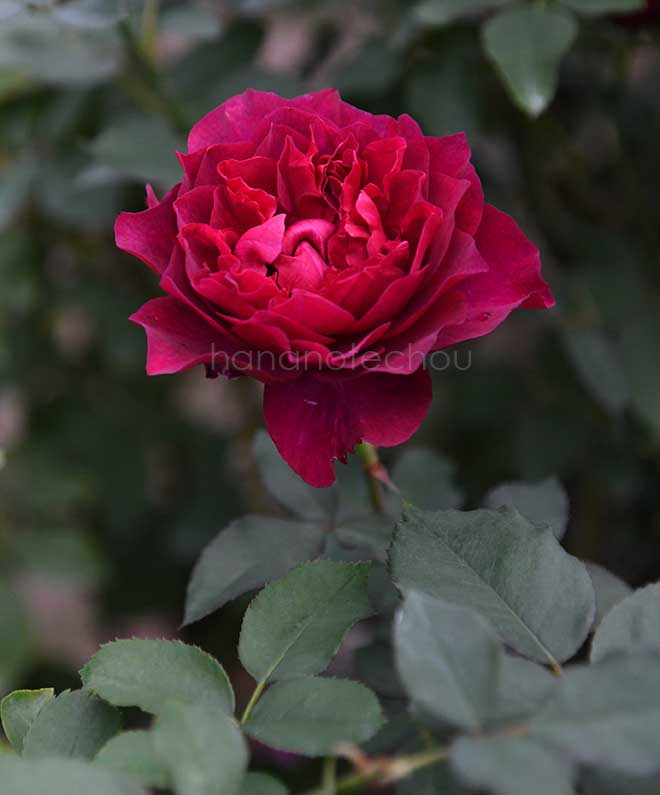 バラ ベルベティ トワイライト｜花の手帖の薔薇図鑑