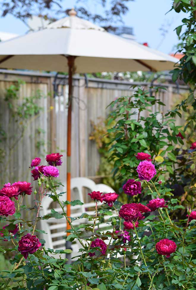 バラ ベルベティ トワイライト｜花の手帖の薔薇図鑑