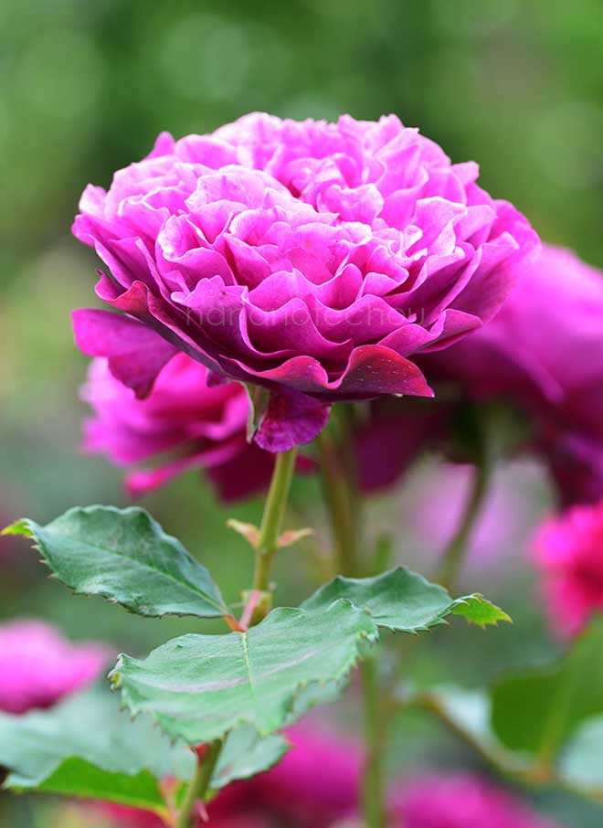 バラ ベルベティ トワイライト｜花の手帖の薔薇図鑑