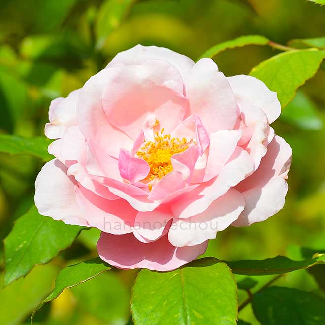 バラ ヘルシューレン｜花の手帖の薔薇図鑑