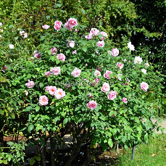 バラ ヘルシューレン｜花の手帖の薔薇図鑑