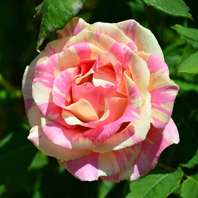 バラ ｜花の手帖の薔薇図鑑