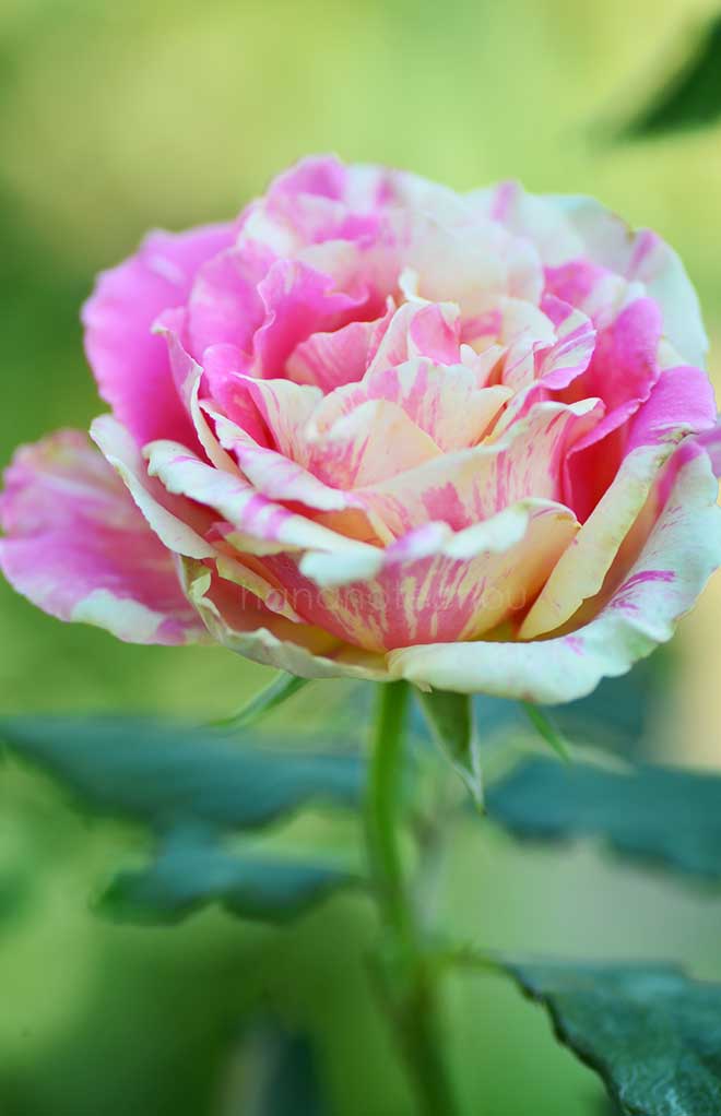 バラ ｜花の手帖の薔薇図鑑