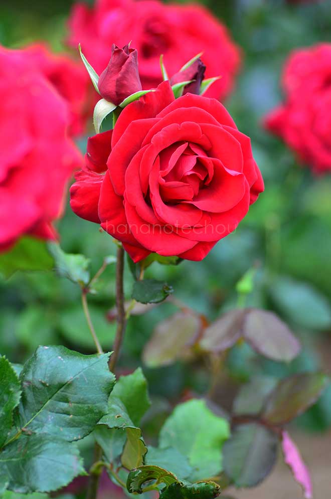 バラ ベテランズ オナー｜花の手帖の薔薇図鑑