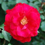 バラ ビクトルユーゴ｜花の手帖の薔薇図鑑