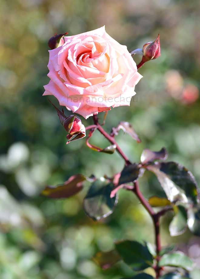 バラ バイオレット カーソン｜花の手帖の薔薇図鑑