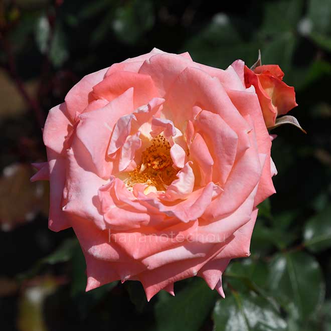 バラ バイオレット カーソン｜花の手帖の薔薇図鑑