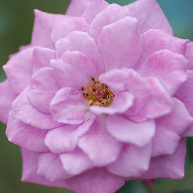 バラ バイオレット ドリー｜花の手帖の薔薇図鑑