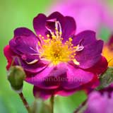 バラ バイオレット｜花の手帖の薔薇図鑑