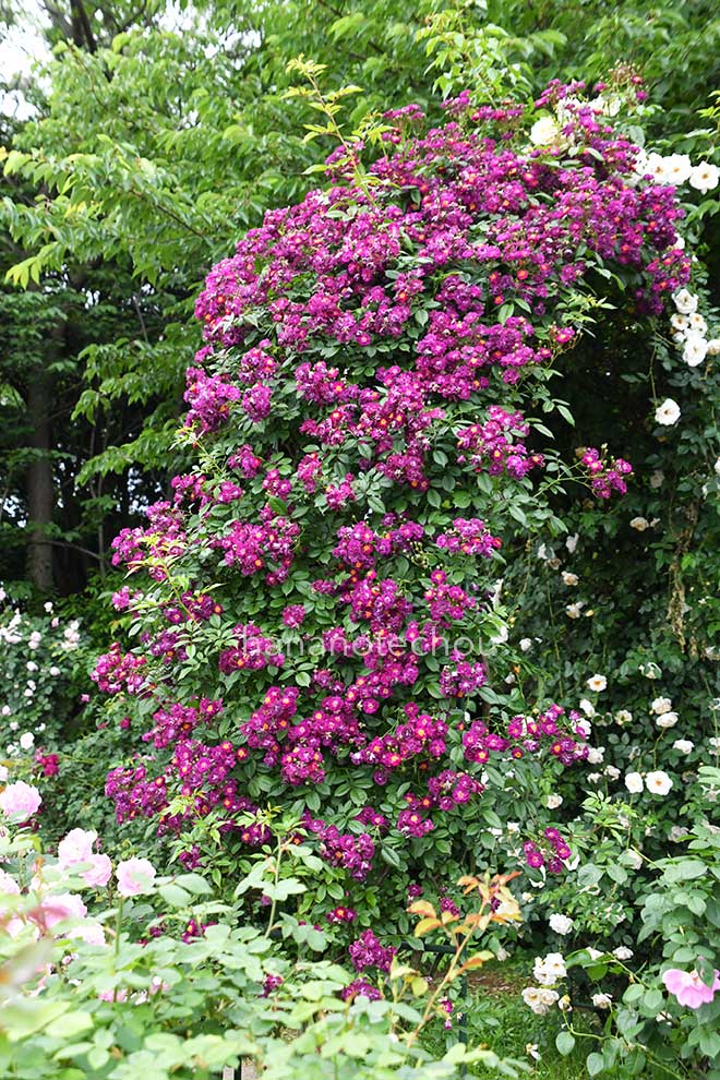 バラ バイオレット｜花の手帖の薔薇図鑑