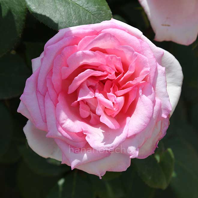 バラ バイオリーナ｜花の手帖の薔薇図鑑