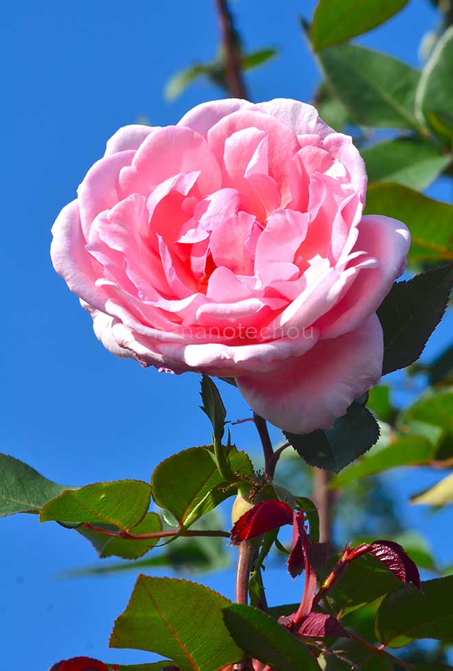 バラ バイオリーナ｜花の手帖の薔薇図鑑