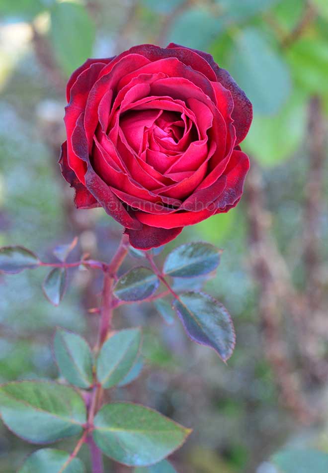 バラ ビーバ｜花の手帖の薔薇図鑑