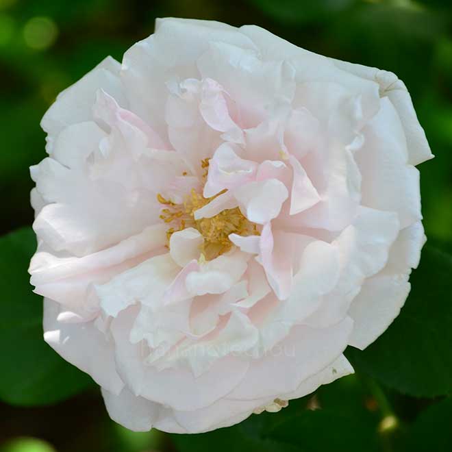 バラ ホワイトラフランス｜花の手帖の薔薇図鑑