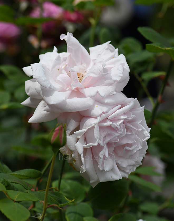 バラ ホワイトラフランス｜花の手帖の薔薇図鑑