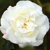 バラ ホワイト マスターピース｜花の手帖の薔薇図鑑