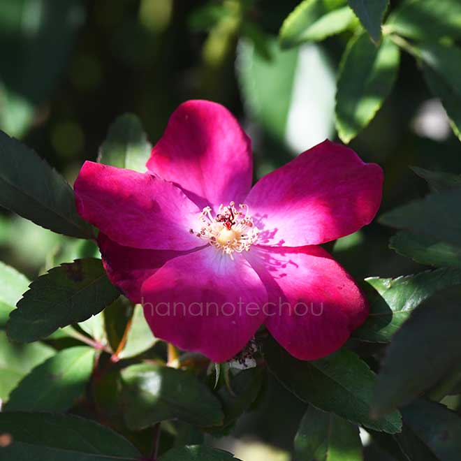 バラ ホワイト パール イン レッド ドラゴンズ マウス｜花の手帖の薔薇図鑑
