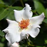 バラ ホワイト ウィングス｜花の手帖の薔薇図鑑