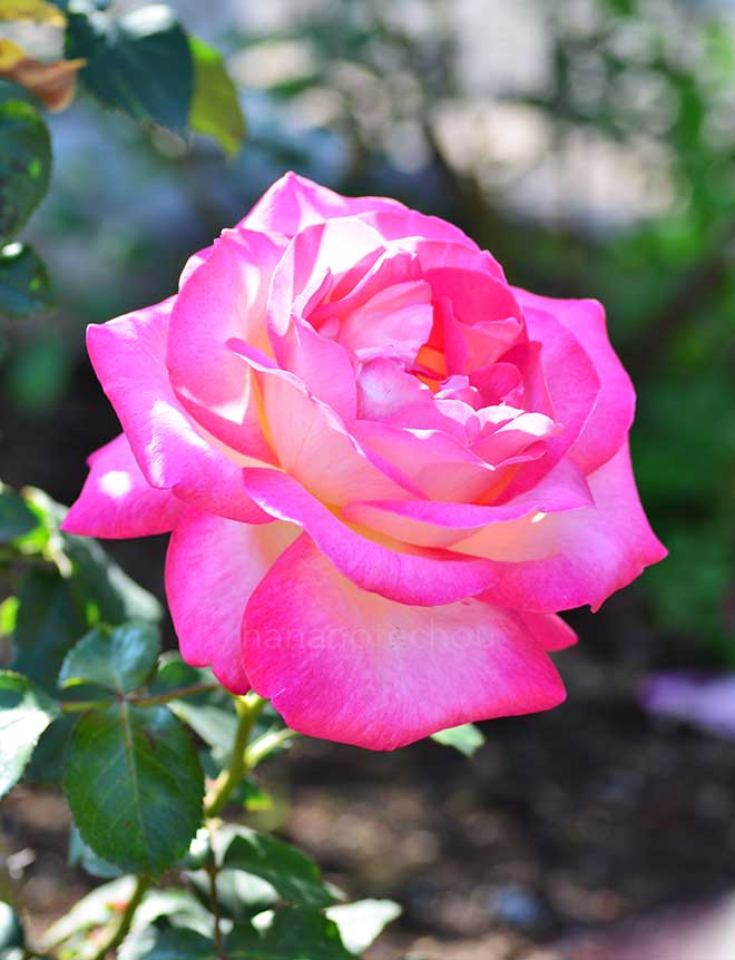 バラ カリフォルニア ドリーミング｜花の手帖の薔薇図鑑