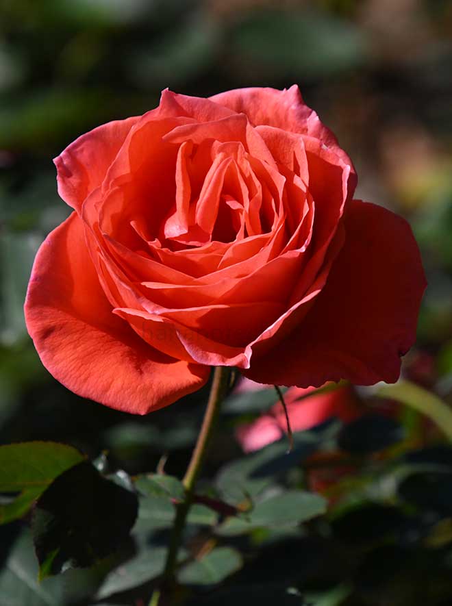 バラ カンデラブラ｜花の手帖の薔薇図鑑