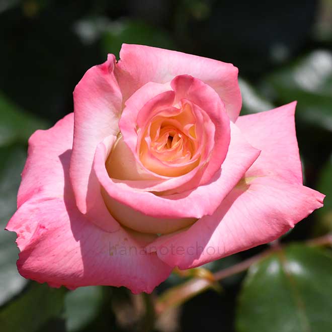 バラ カノープス｜花の手帖の薔薇図鑑