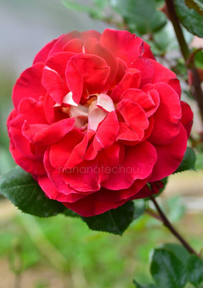 バラ キャプリス ドゥ メイアン｜花の手帖の薔薇図鑑