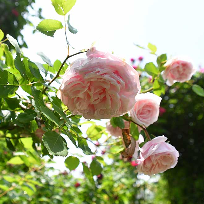 バラ つる キャプテン クリスティ｜花の手帖の薔薇図鑑