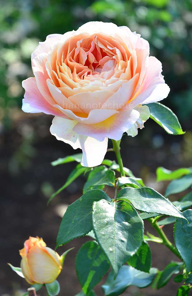 バラ キャラメル アンティーク｜花の手帖の薔薇図鑑